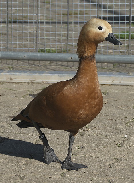 太阳以